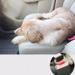 Sécurité des chiens en voiture